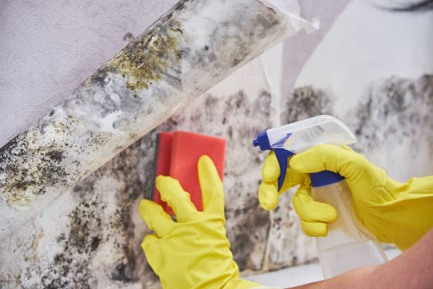 Best Mold Damage Restoration  in Lawson, MO